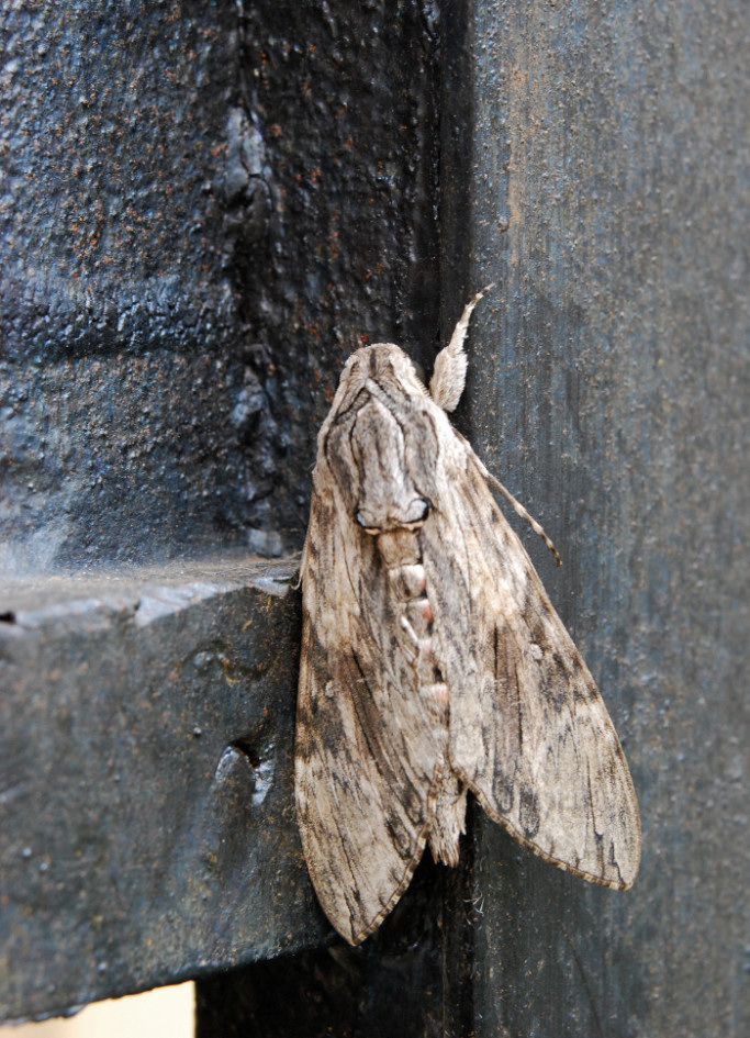 Agrius convolvuli